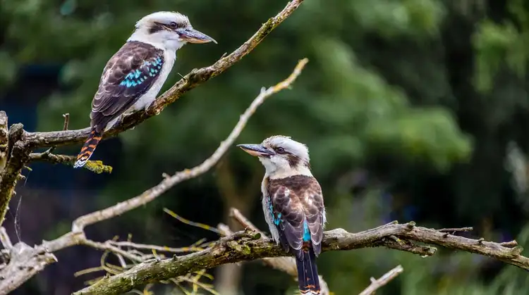 Fourth view of Homely land listing, LOT 232 Tamala Grove, Helena Valley WA 6056