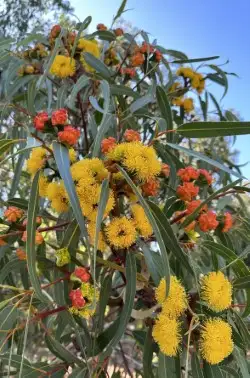 Fifth view of Homely land listing, LOT 232 Tamala Grove, Helena Valley WA 6056