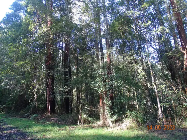 Second view of Homely rural property listing, 450 Morris Track, Lavers Hill VIC 3238