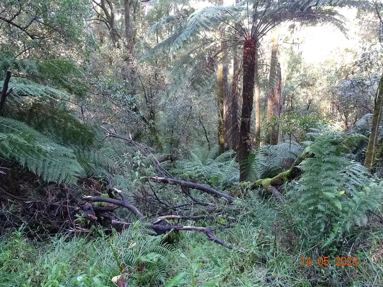 Seventh view of Homely rural property listing, 450 Morris Track, Lavers Hill VIC 3238