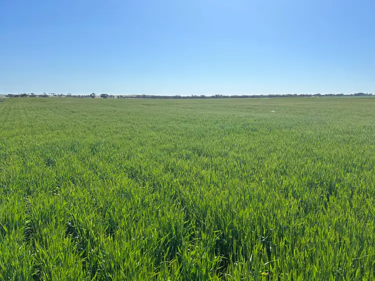 Third view of Homely rural property listing, Staehrs Road, Nhill VIC 3418