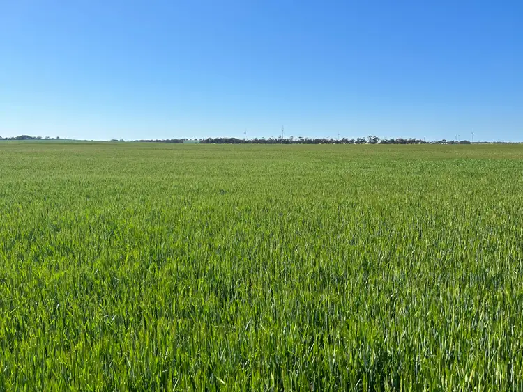 Sixth view of Homely rural property listing, Staehrs Road, Nhill VIC 3418