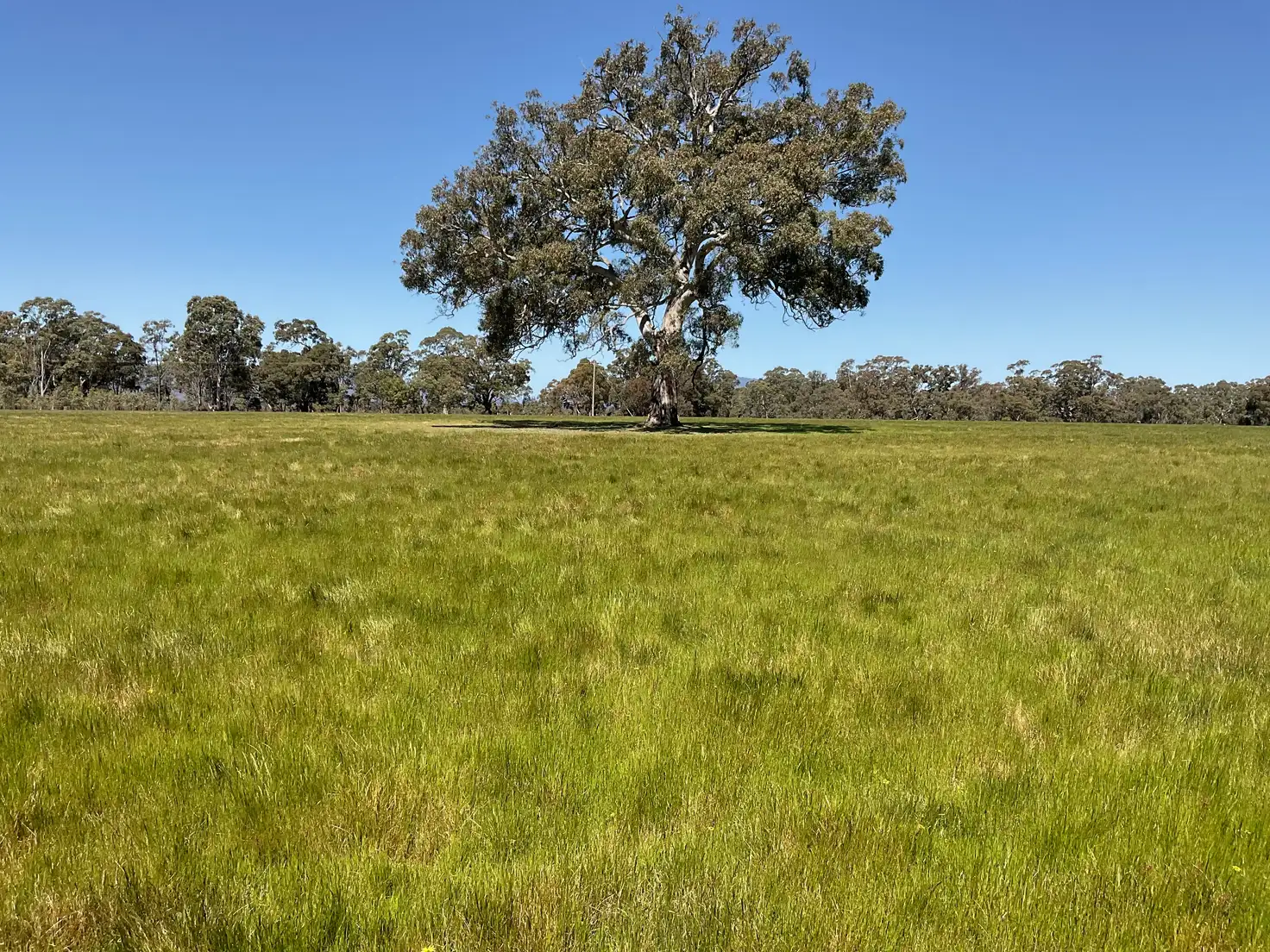 Main view of Homely rural property listing, 399 Henty Highway, Brimpaen VIC 3401
