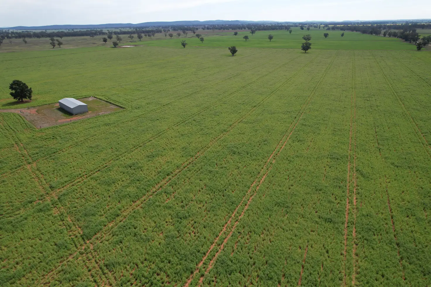 Main view of Homely rural property listing, "Ben Hall Park" Yarrangong Road, Forbes NSW 2871