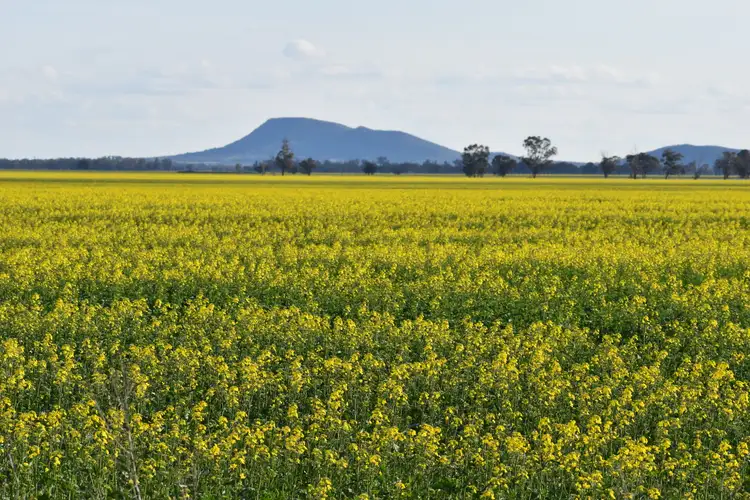 Fifth view of Homely rural property listing, "Oomaville & Devon" 3497 Henry Lawson Way, Ooma NSW 2871