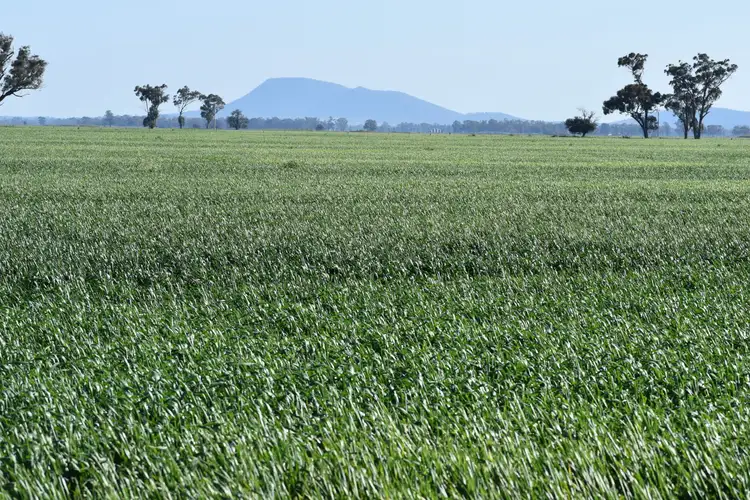 Fifth view of Homely rural property listing, "Oomaville & Devon" 3497 Henry Lawson Way, Ooma NSW 2871
