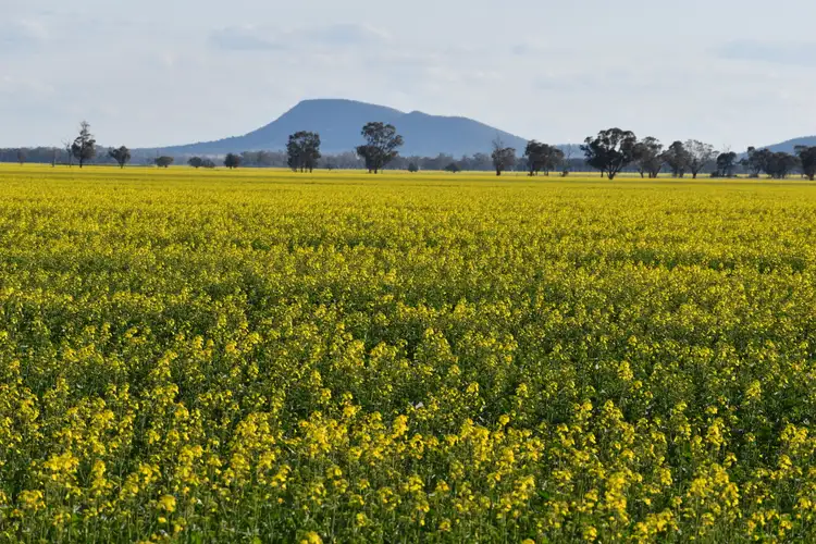 Sixth view of Homely rural property listing, "Oomaville & Devon" 3497 Henry Lawson Way, Ooma NSW 2871