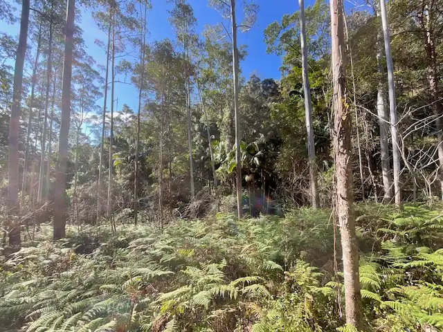 Third view of Homely land listing, Lot 503 Cedarvale Road,, Sandy Creek QLD 4515