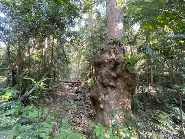 Fourth view of Homely land listing, Lot 503 Cedarvale Road,, Sandy Creek QLD 4515