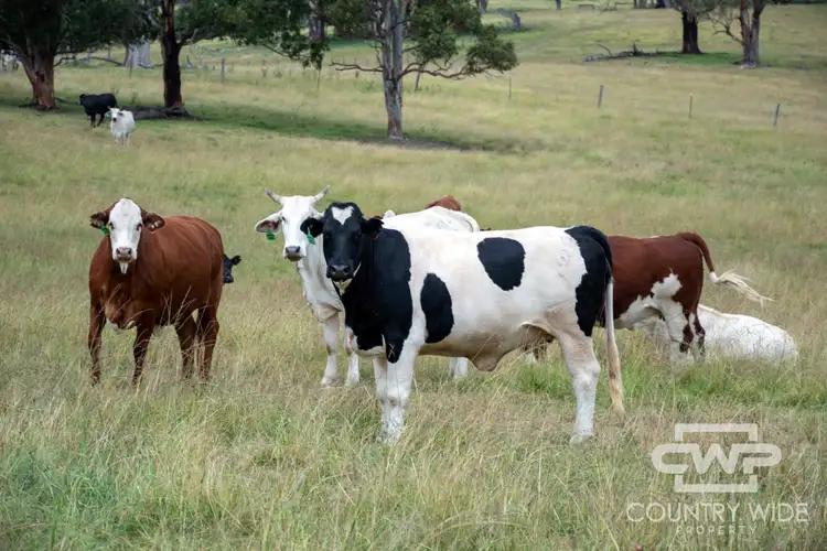 Fifth view of Homely rural property listing, 1783 Tablelands Road, Red Range NSW 2370
