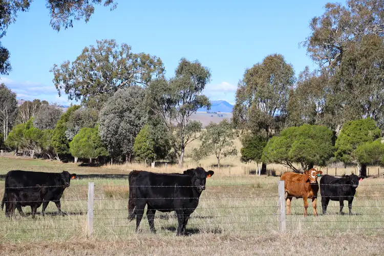 Third view of Homely rural property listing, 290 Barwite Road, Mansfield VIC 3722