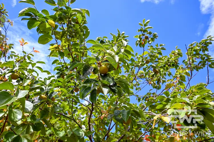 Fourth view of Homely land listing, 174 Macquarie, Glen Innes NSW 2370