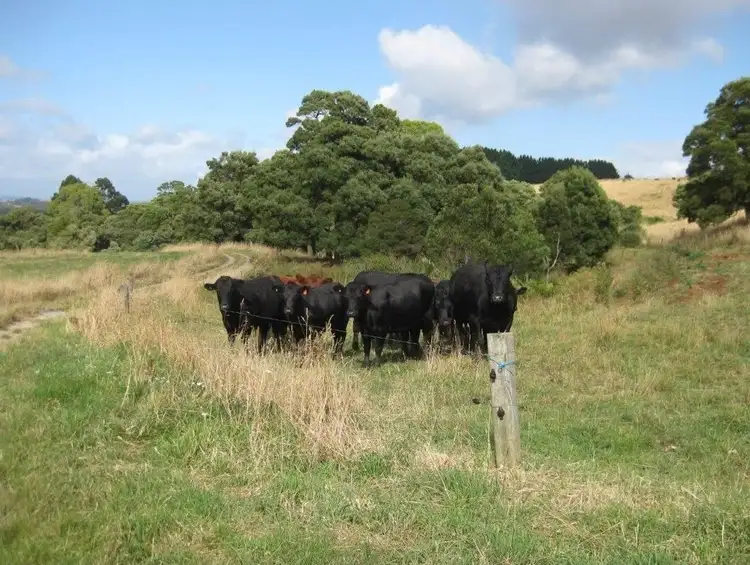 Fifth view of Homely rural property listing, Pecks Road, Flowerdale TAS 7325