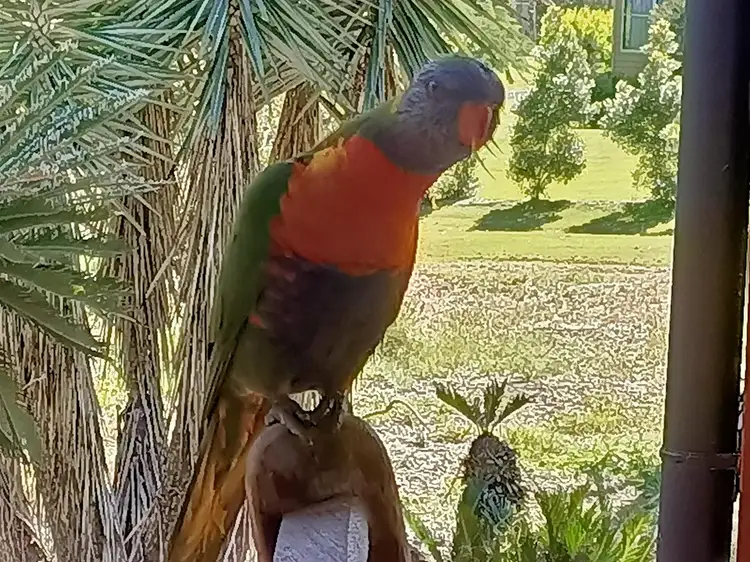 Fifth view of Homely rural property listing, 50 Fischer Road, Flinders View QLD 4305