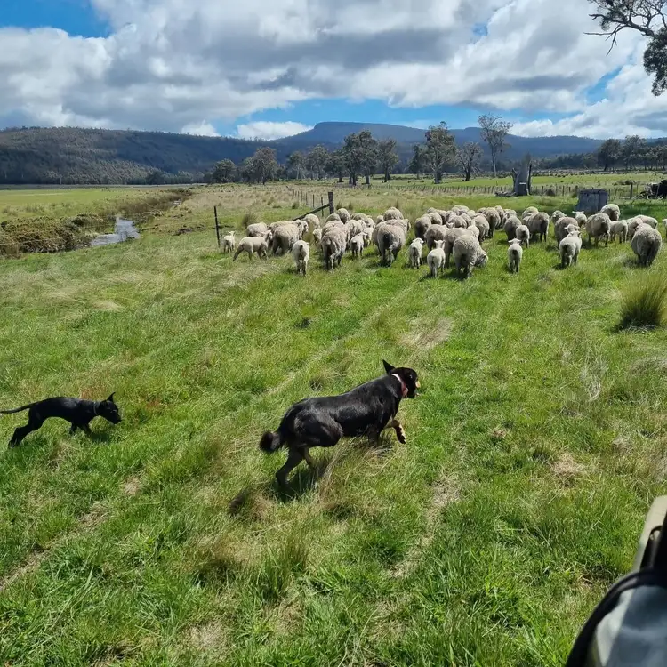 Sixth view of Homely rural property listing, 749 Rotherwood Road, Lower Marshes TAS 7030