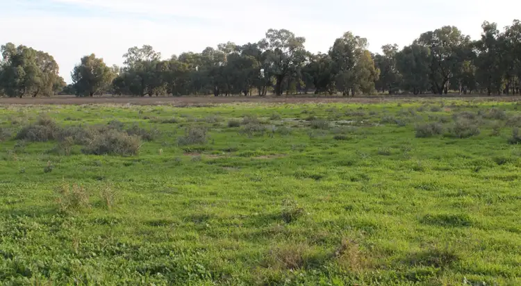 Main view of Homely rural property listing, 13300 Lachlan Valley Way, Condobolin NSW 2877