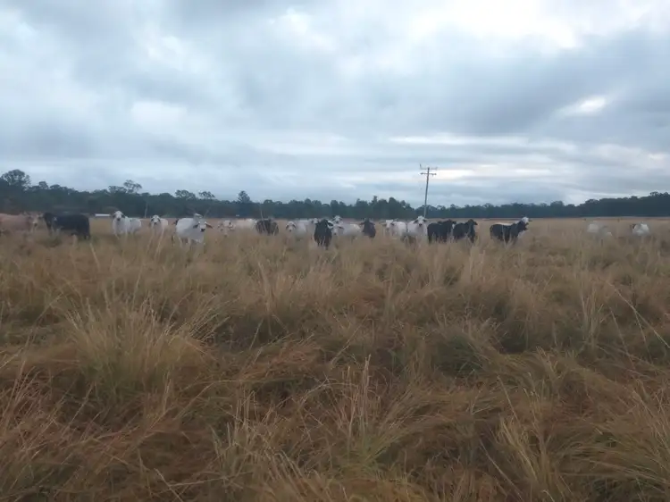 Second view of Homely rural property listing, 3247 Lowmead Road, Lowmead QLD 4676