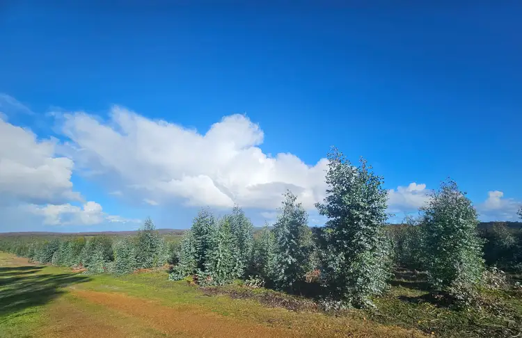 Sixth view of Homely rural property listing, 194 Collis Road, Hazelvale WA 6333