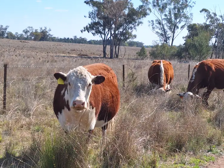 "Koompartoo" 258 Momo Road, Tomingley NSW 2869