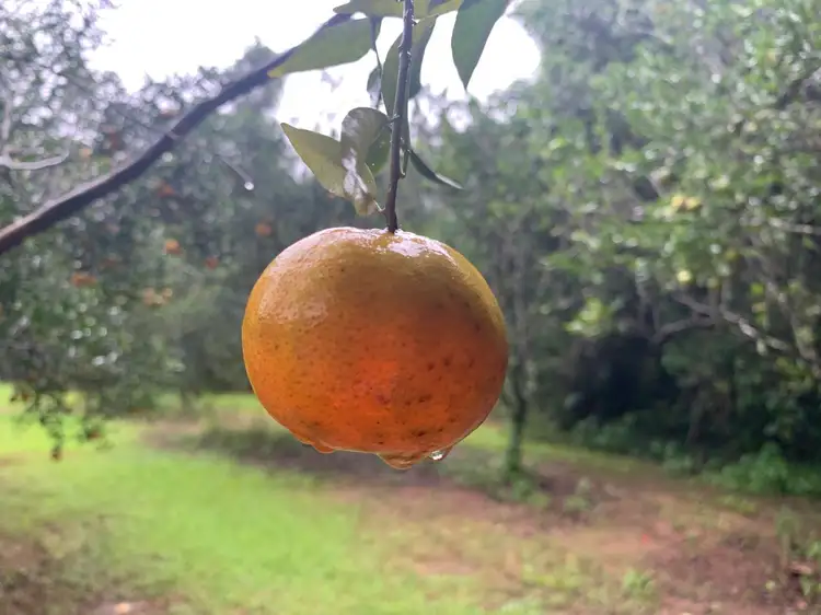 Fourth view of Homely rural property listing, 52 Flanders Road, Byfield QLD 4703