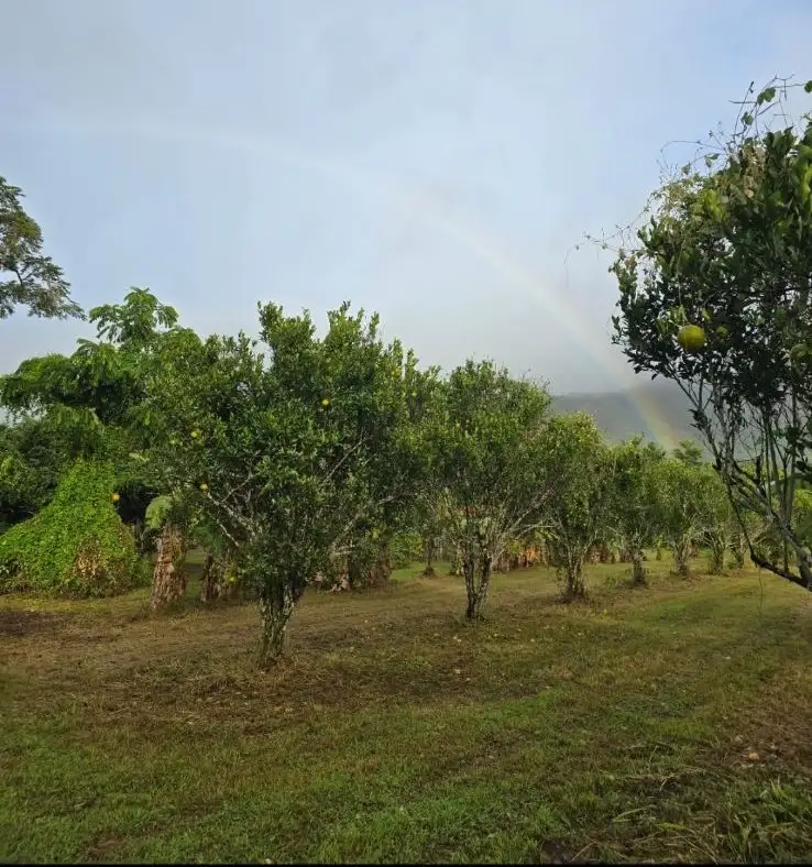 Seventh view of Homely rural property listing, 52 Flanders Road, Byfield QLD 4703