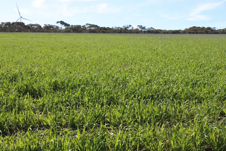 Second view of Homely rural property listing, Miram East Road, Nhill VIC 3418