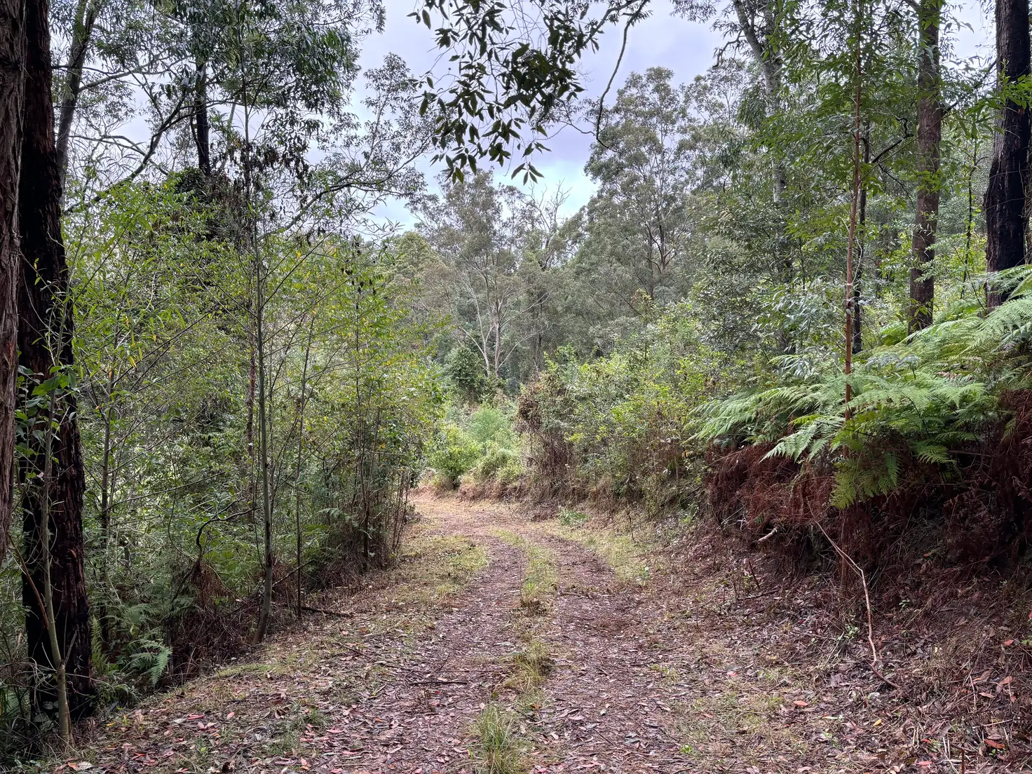 Main view of Homely land listing, 2442 Nowendoc Road, Knorrit Flat NSW 2424