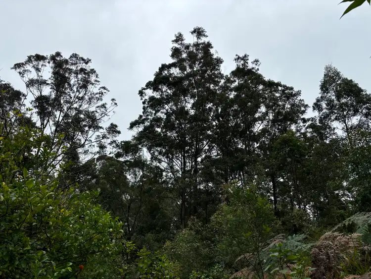 Third view of Homely land listing, 2442 Nowendoc Road, Knorrit Flat NSW 2424