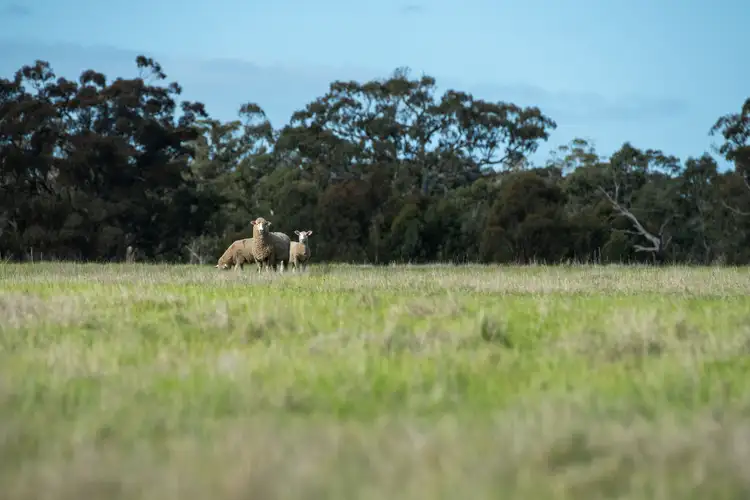 Third view of Homely rural property listing, Winfields Road, Laharum VIC 3401