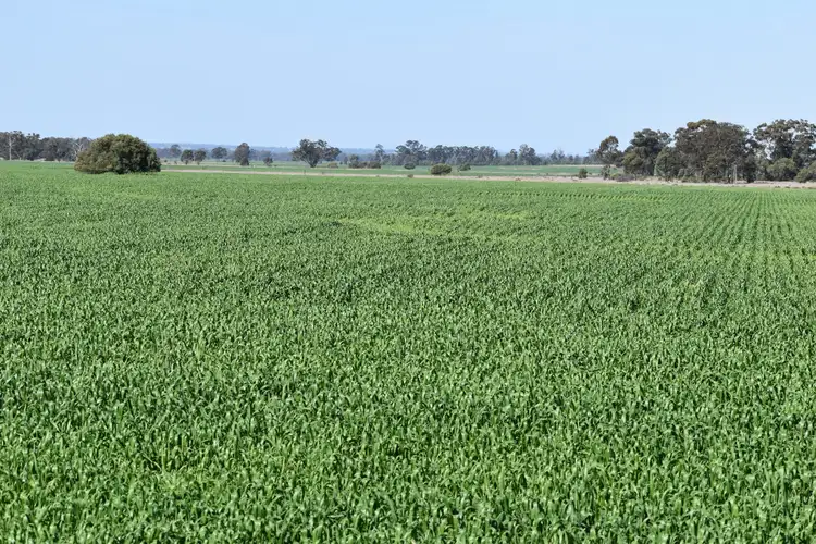 Fifth view of Homely rural property listing, "Springvale" 402 Kerriwah Road, Tullamore NSW 2874