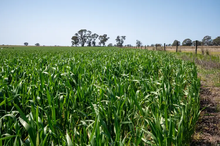 Fourth view of Homely rural property listing, 184 Hauslers-Dundons Road, Miga Lake VIC 3409