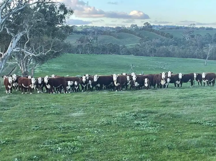 Second view of Homely land listing, 102 Matthews Road, Eden Valley SA 5235