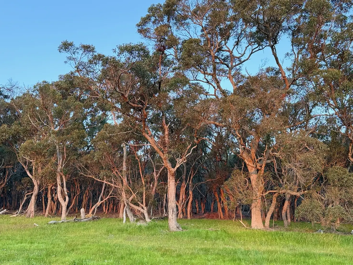 Main view of Homely land listing, 13 Northey Retreat, Mount Barker WA 6324