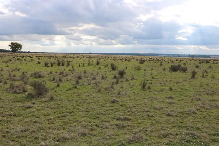 Third view of Homely rural property listing, 4330 Back Trundle Road, Trundle NSW 2875