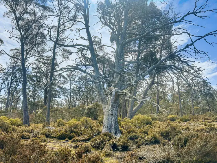 Seventh view of Homely rural property listing, 331L Arthurs Lake Road, Arthurs Lake TAS 7030