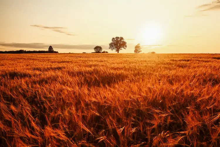 Seventh view of Homely land listing, Lots 210, 211, 213, 214 Goldridge Estate, Forbes NSW 2871