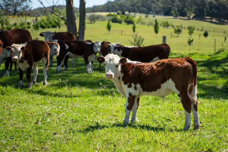 LOT 41, 271 Lemon Tree Creek Road, Termeil NSW 2539