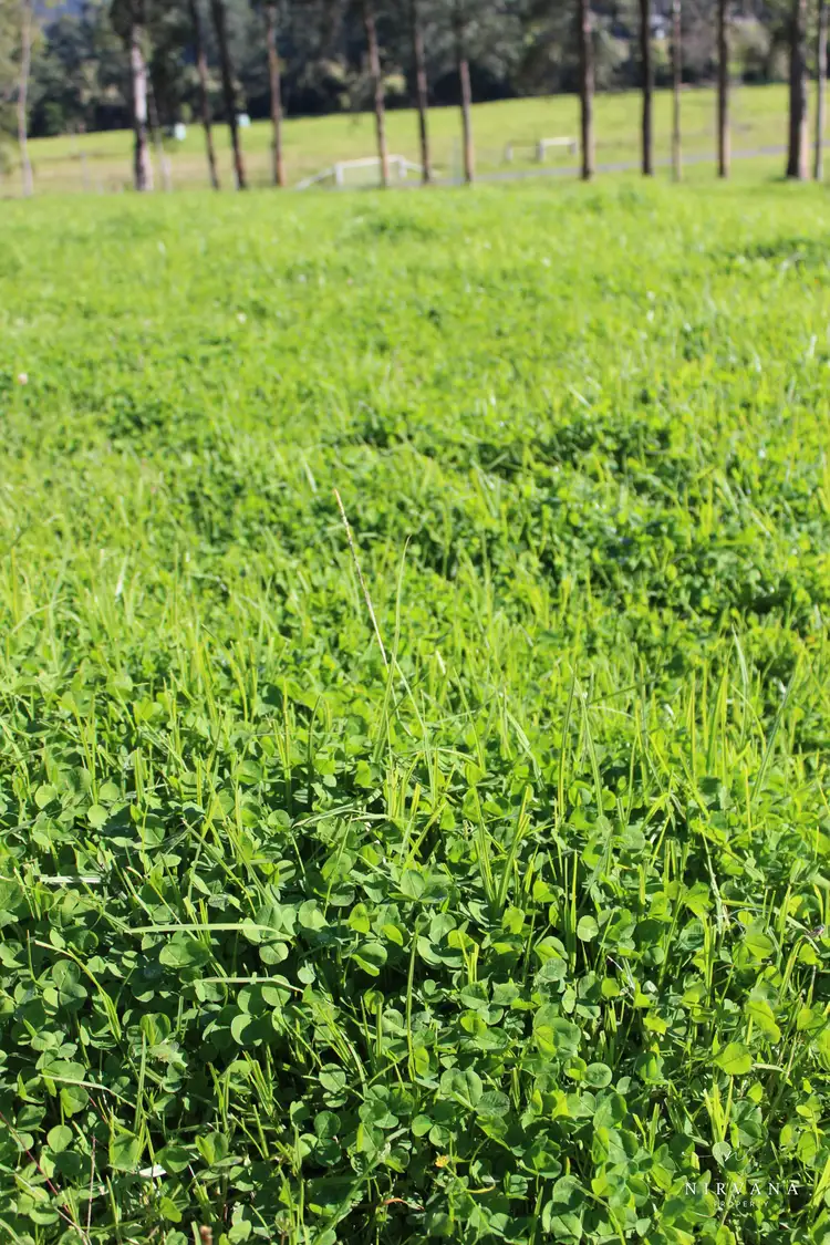 Seventh view of Homely rural property listing, LOT 41, 271 Lemon Tree Creek Road, Termeil NSW 2539