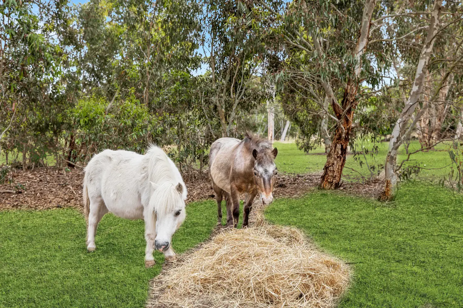 Main view of Homely house listing, 49 Kangaroo Reef Road, Mylor SA 5153