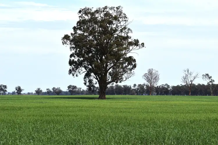 Fourth view of Homely rural property listing, 2071 Yarrabandai Road, Bedgerabong NSW 2871