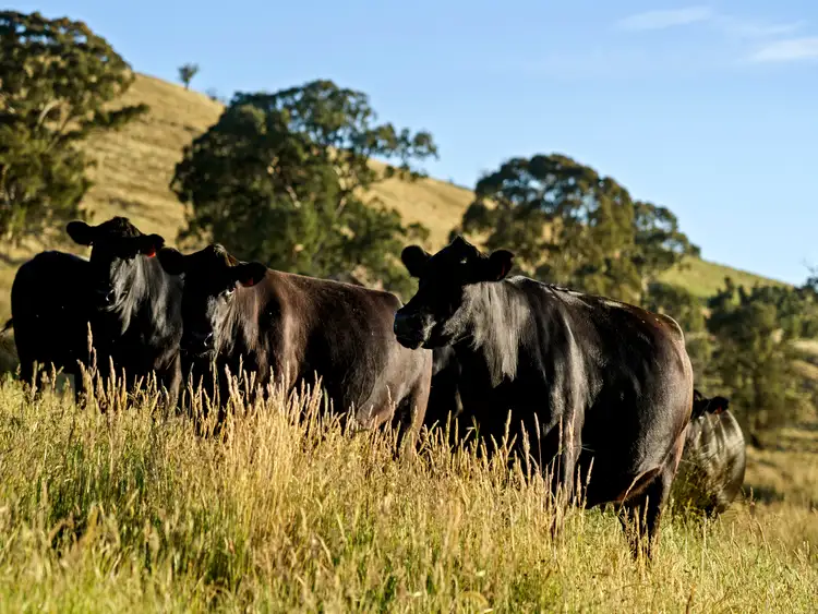 Fifth view of Homely rural property listing, 65 Gilley Lane, Barwite VIC 3722
