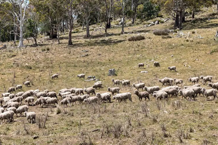 Fourth view of Homely rural property listing, "Kheme Hill" Eastwood Road, York Plains TAS 7120
