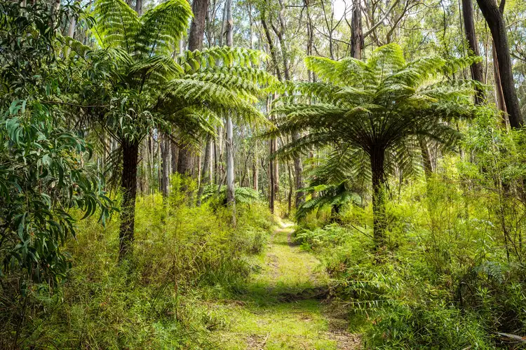 Second view of Homely rural property listing, Kingfisher Road, Wyndham NSW 2550