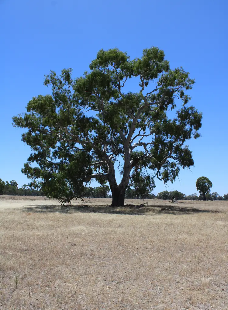 Second view of Homely rural property listing, 535 Grub Lane, Patyah VIC 3318
