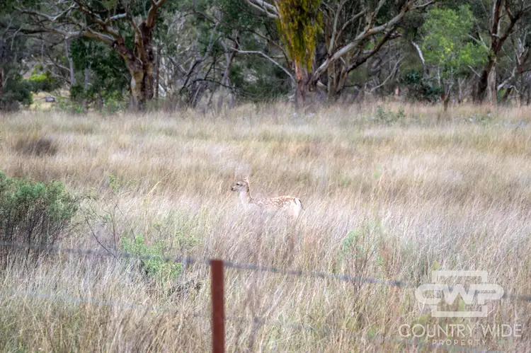 Second view of Homely rural property listing, LOT 82, 4108 Tent Hill Road, Emmaville NSW 2371