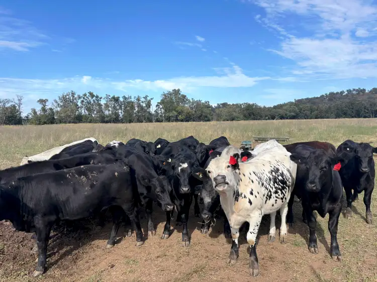 Second view of Homely rural property listing, 1252 Nundle Road, Dungowan NSW 2340