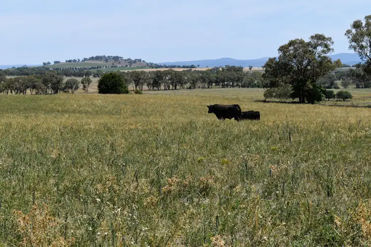 Fifth view of Homely rural property listing, 427 Gallaghers Road, Canowindra NSW 2804