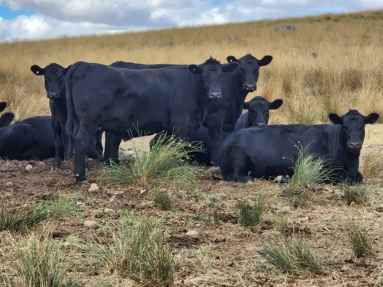 Sixth view of Homely rural property listing, 427 Gallaghers Road, Canowindra NSW 2804
