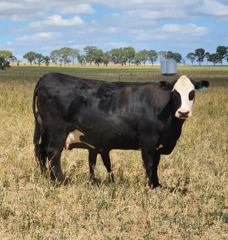 Seventh view of Homely rural property listing, 427 Gallaghers Road, Canowindra NSW 2804