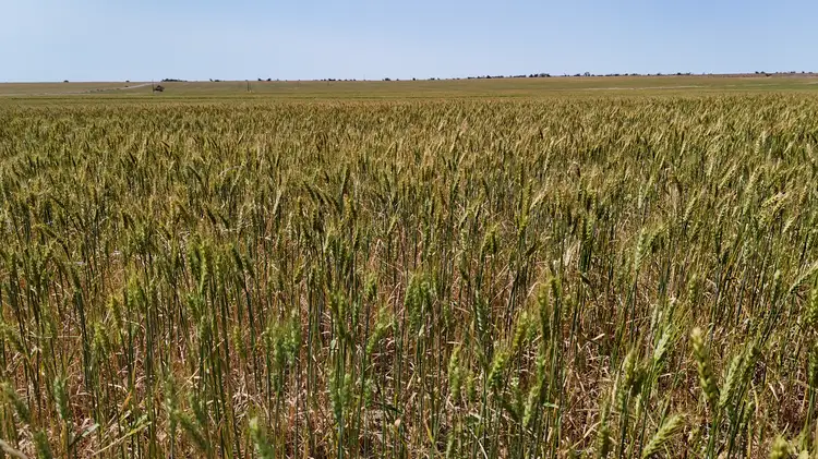 Seventh view of Homely rural property listing, LOT Lots 100, and Multi Lot 4703 Binnu Road, Ogilvie WA 6535